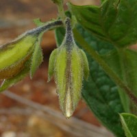 Crotalaria scabrella Wight & Arn.